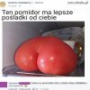 Pomidor