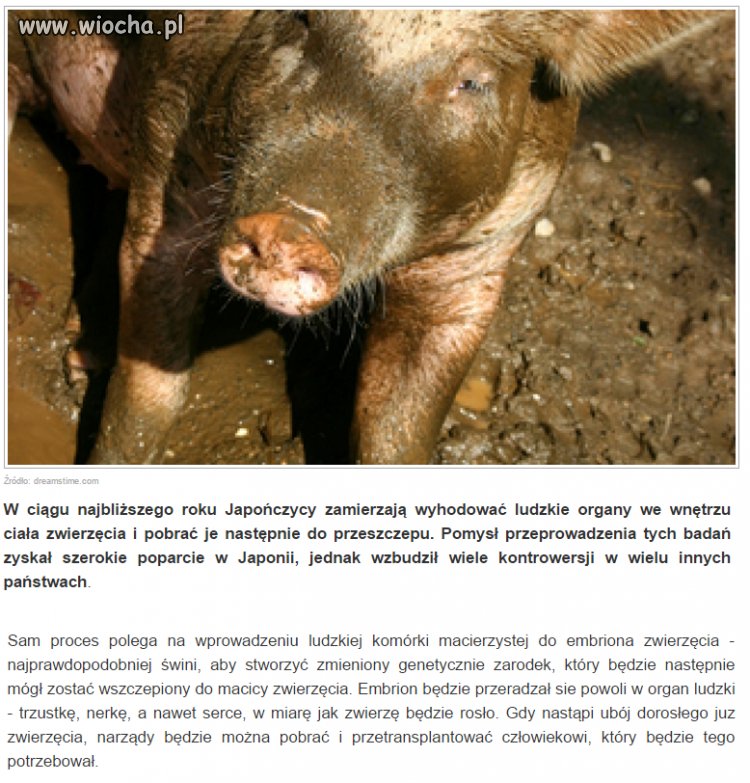 Dzięki Bogu, że to świnia, a nie koza lub wielbłąd 