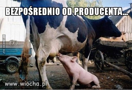 Prosto od krowy