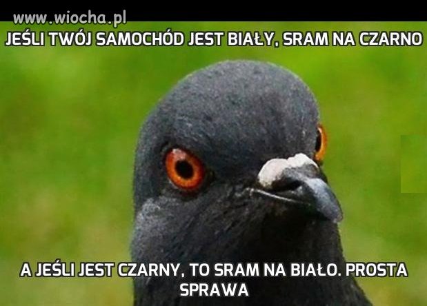 Jeśli Twój samochód jest biały, sram na czarno