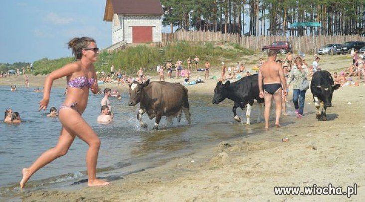 Wczasy z krówkami 