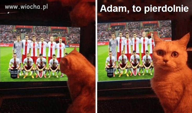 Kot już wie?
