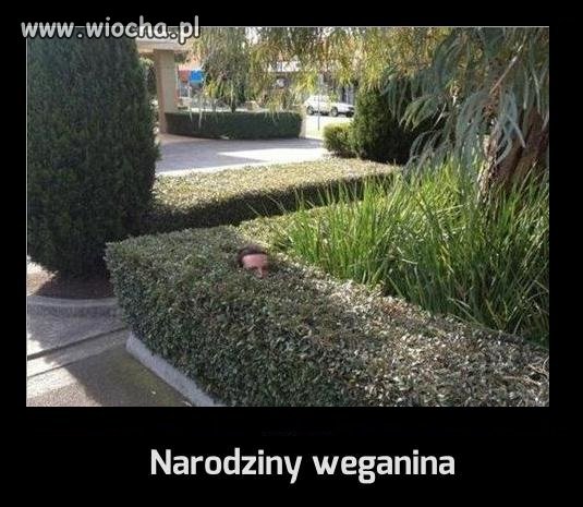 Narodziny weganina