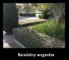 Narodziny weganina