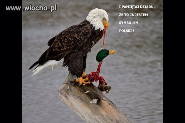 Orzeł wylądował