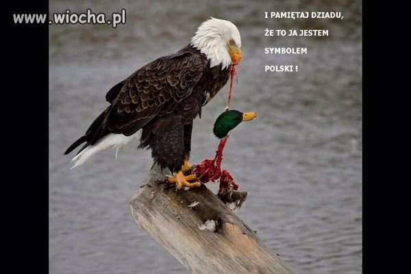 Orzeł wylądował