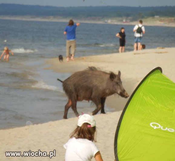 Dzika Plaża.