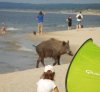 Dzika Plaża.