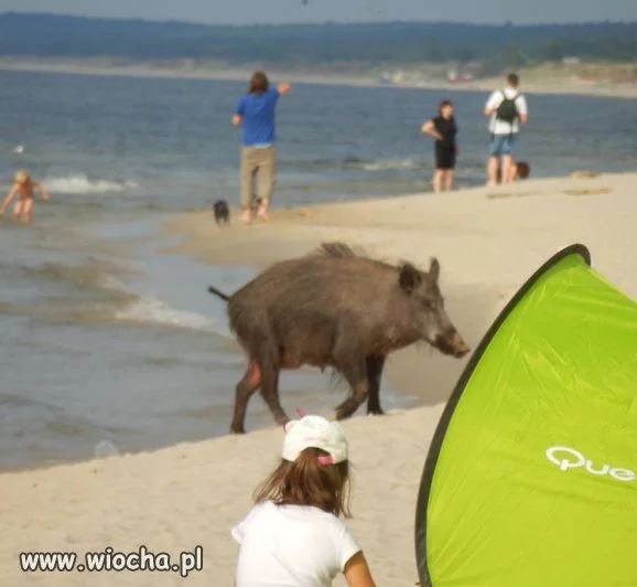 Dzika Plaża.