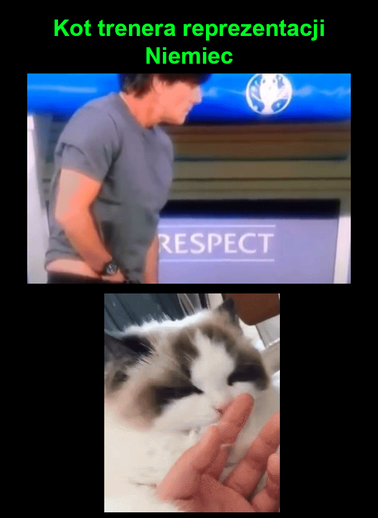 Kot   