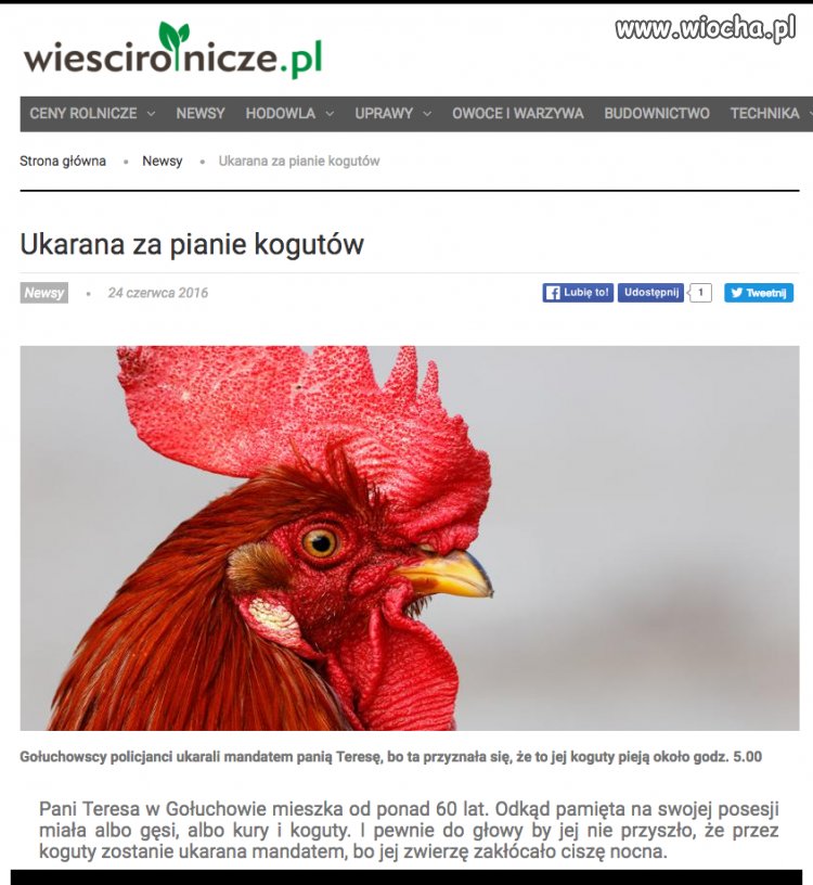 Ukarana za pianie kogutów