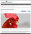 Ukarana za pianie kogutów