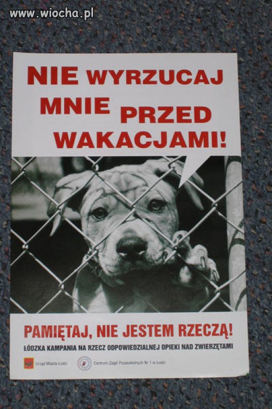 Idzie lato, a z tym wyrzucanie psów na ulice