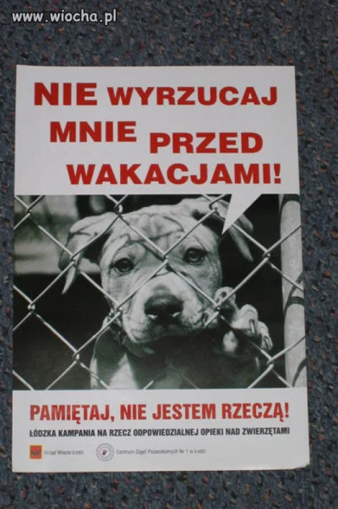 Idzie lato, a z tym wyrzucanie psów na ulice