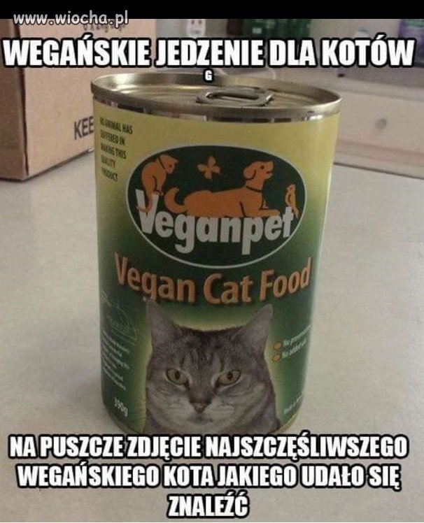 Kot na pewno jest zadowolony...