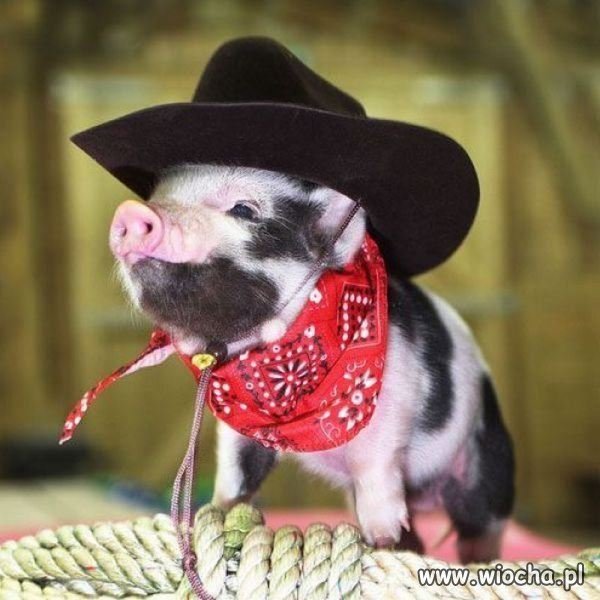 A już niedługo... tylko rodeo