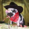 A już niedługo... tylko rodeo