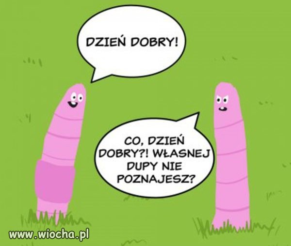 Dżdżownica 
