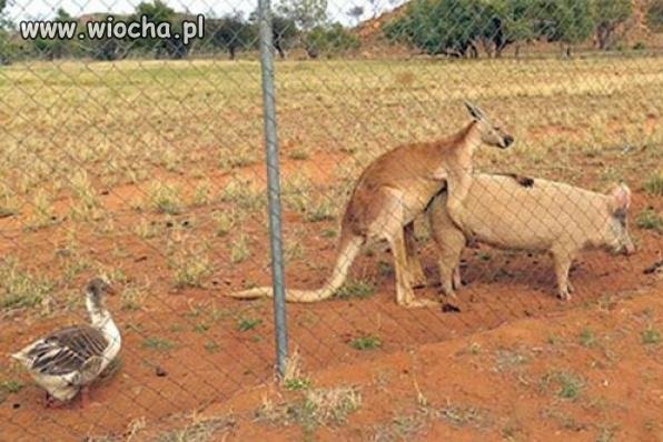 Jak najdzie ochota to i kangur świnie wyłomota