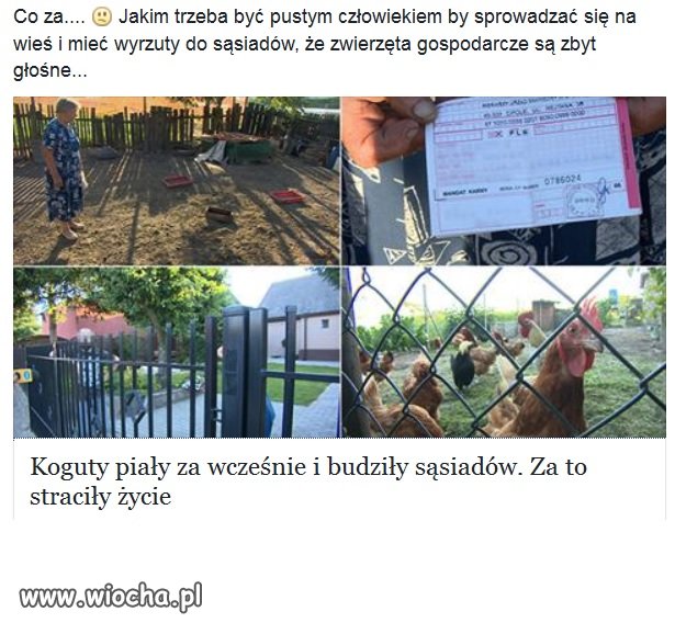 Mandat 100 zł za pianie kogótów.