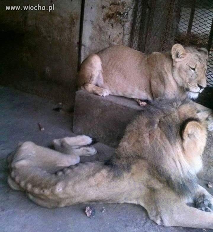 Podobno zwierzęta w zoo mają lepiej