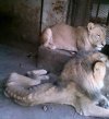 Podobno zwierzęta w zoo mają lepiej