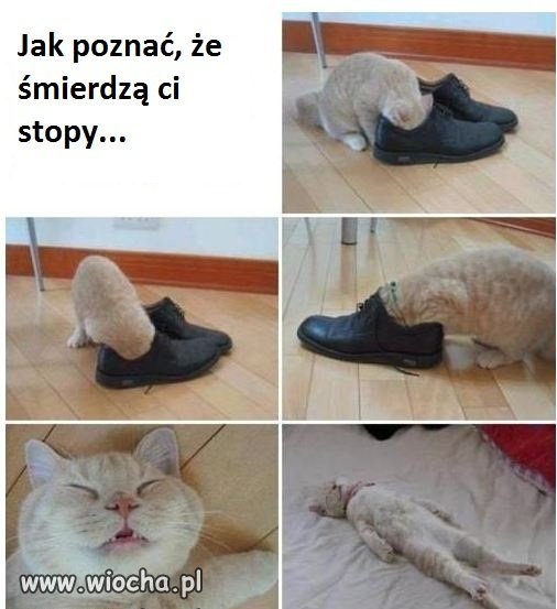 Kot prawdę ci powie...