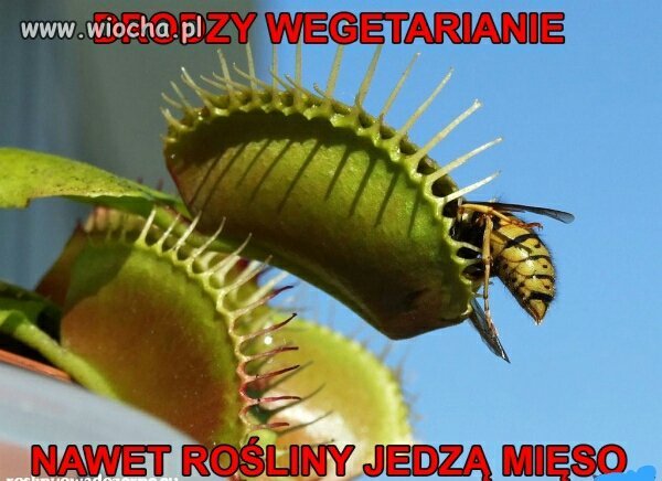 Drodzy weganie 