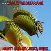 Drodzy weganie 