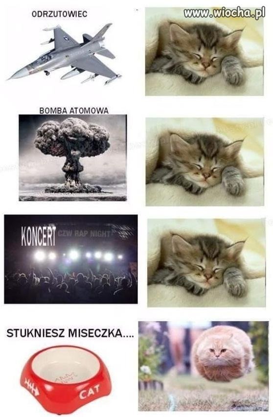 Koty takie są
