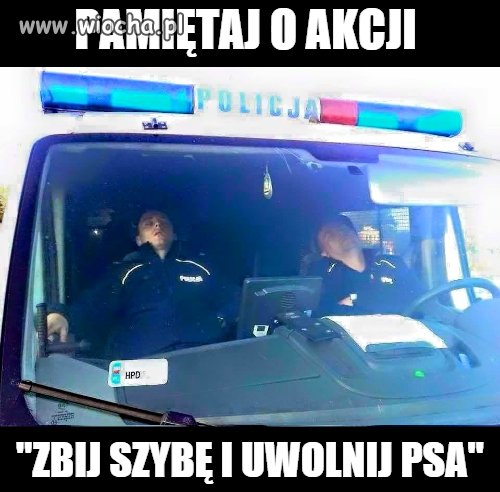 Dbajmy o psy