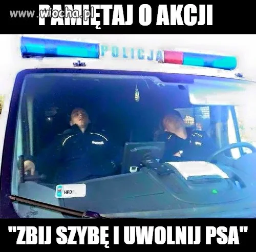 Dbajmy o psy