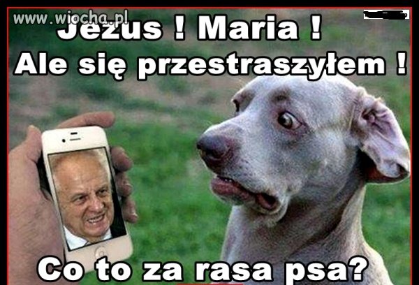 To się piesek przestraszył.