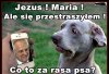To się piesek przestraszył.