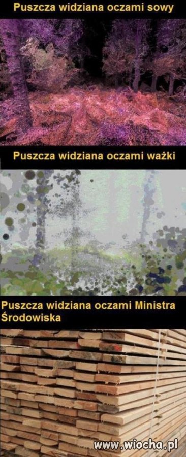 Jedna puszcza w trzech wersjach