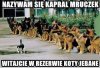 Kapral Mruczek