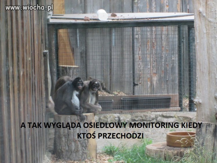 Jak zwykle niezawodny.
