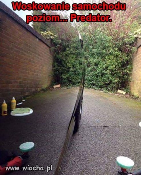 Woskowanie na predatora