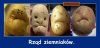 Rząd obecny