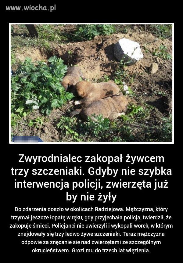 Szczyt okrucieństwa !