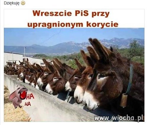 Korytko 
