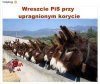 Korytko 
