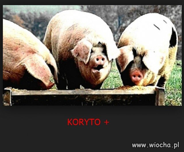 Dobrze i dosadnie nazwał to Kukiz