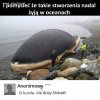 ślimak