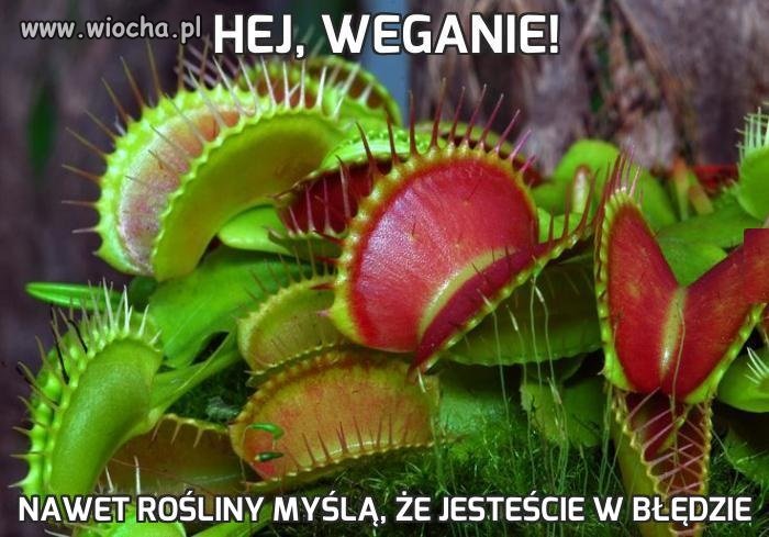 Hej, weganie!