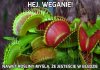 Hej, weganie!