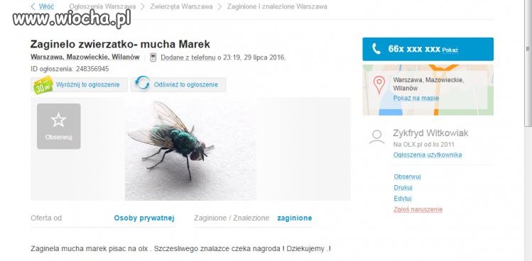 Zagineła mucha 