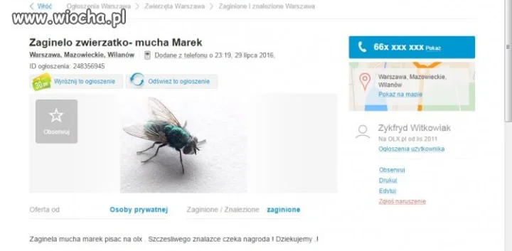 Zagineła mucha 