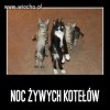 Noc Żywych Kotełów