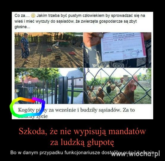 Kogóty piały